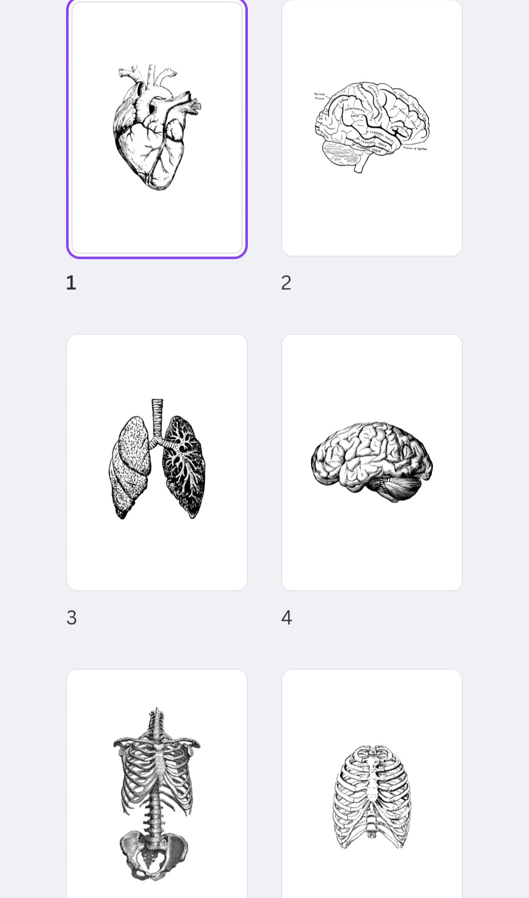 22 Laminas anatómicas descargables decorativas