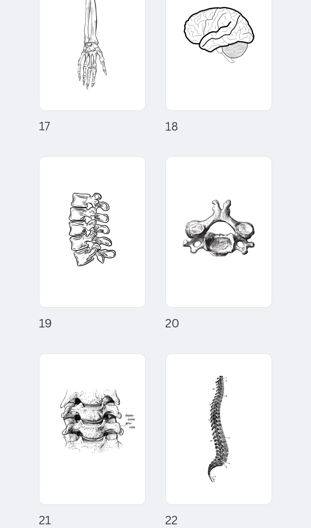 22 Laminas anatómicas descargables decorativas